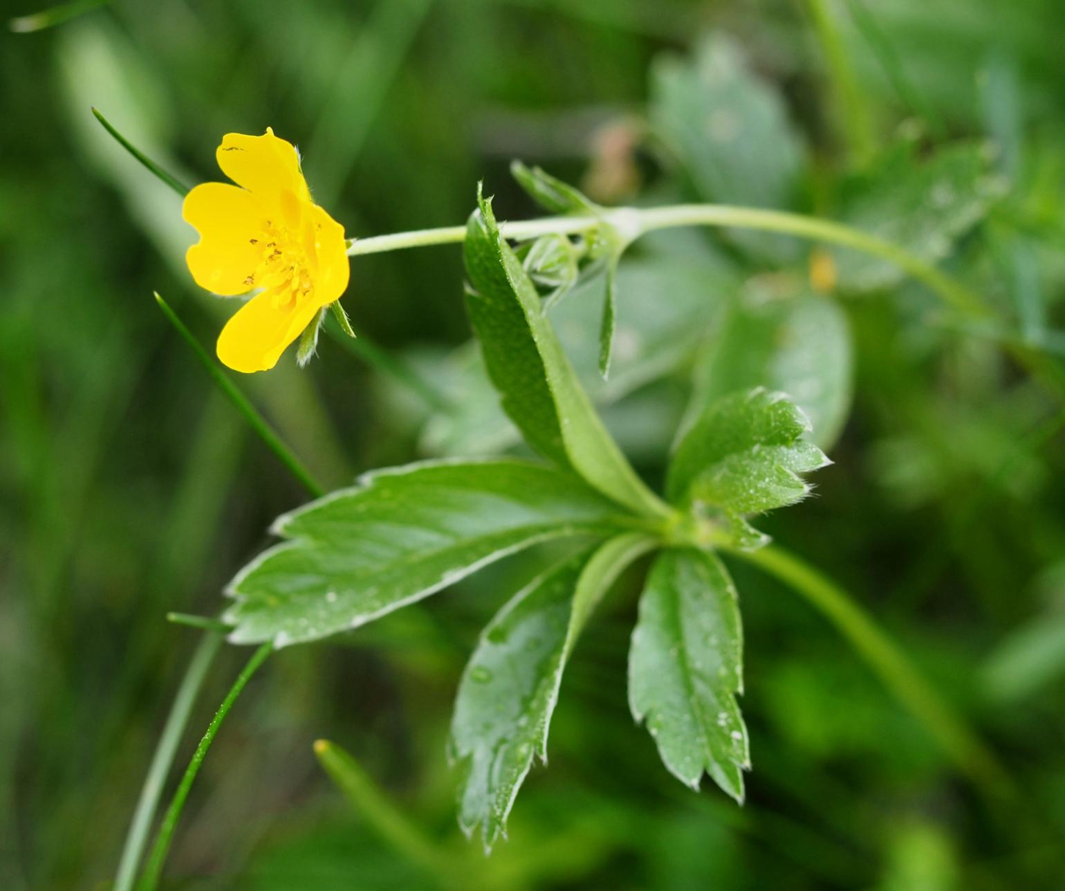 Cinquefoil, Golden